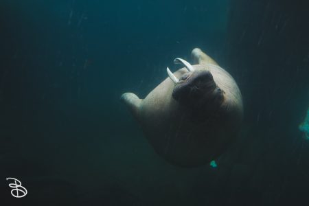 sd-seaworld-11