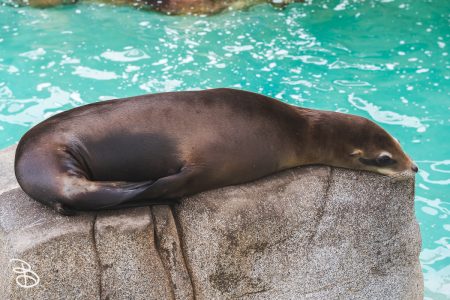sd-seaworld-13