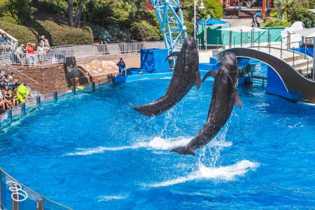 sd-seaworld-18
