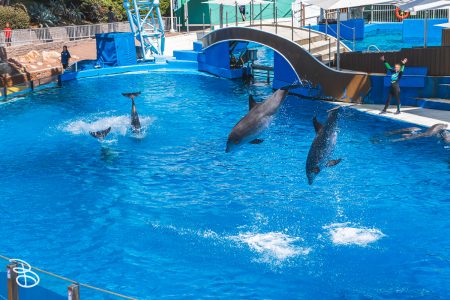 sd-seaworld-19