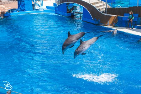 sd-seaworld-20