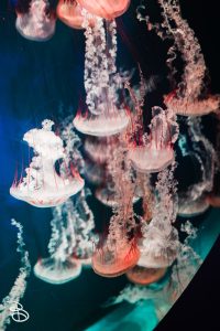 sd-seaworld-5