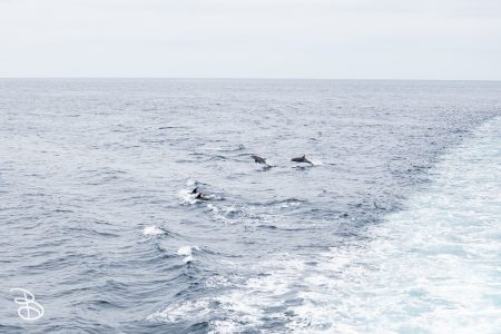sd-whale-watch-2