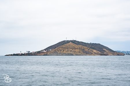 sd-whale-watch-3
