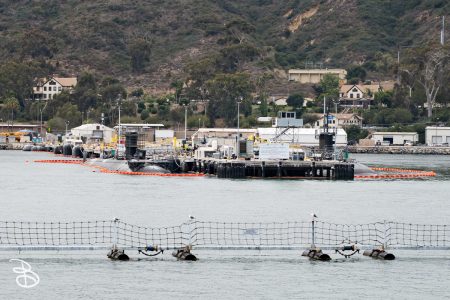 sd-whale-watch-5