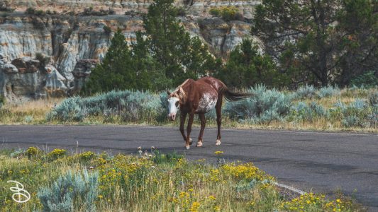 theodore-roosevelt-np-10