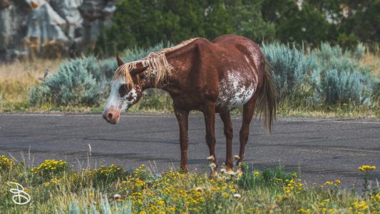 theodore-roosevelt-np-11