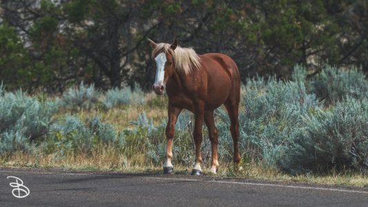 theodore-roosevelt-np-12