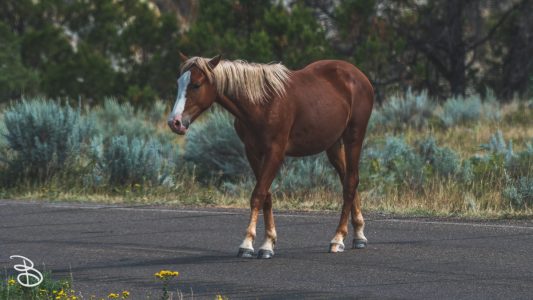 theodore-roosevelt-np-13