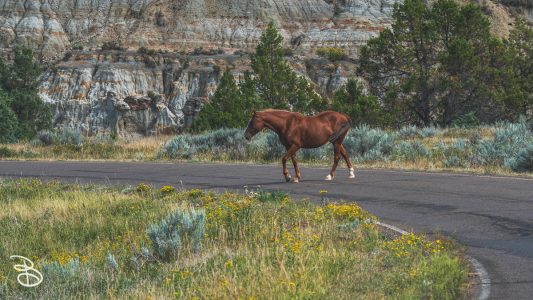 theodore-roosevelt-np-14