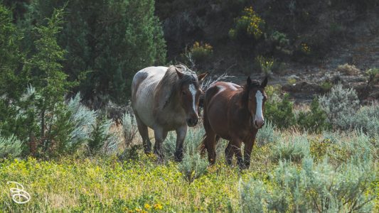theodore-roosevelt-np-15