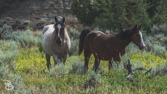 theodore-roosevelt-np-16
