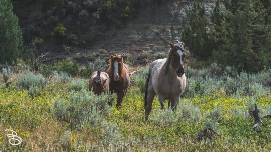theodore-roosevelt-np-17