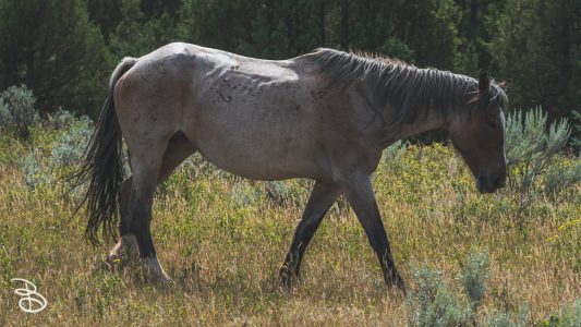 theodore-roosevelt-np-18