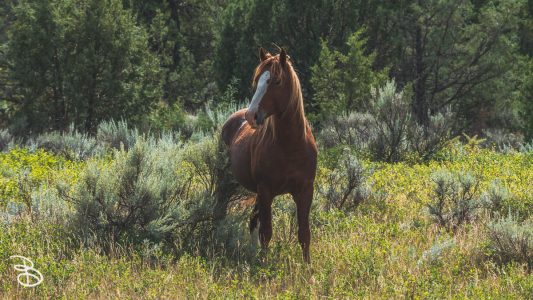 theodore-roosevelt-np-19