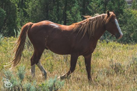 theodore-roosevelt-np-20