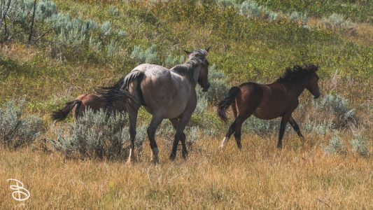 theodore-roosevelt-np-21
