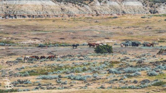 theodore-roosevelt-np-9
