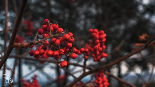 thunder_bay-9