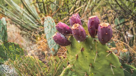vegas-p2-2022-nature-12