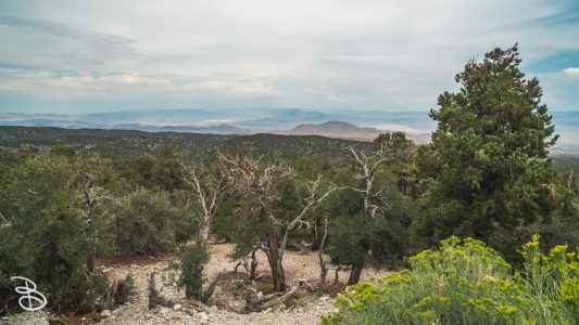 vegas-p2-2022-nature-13