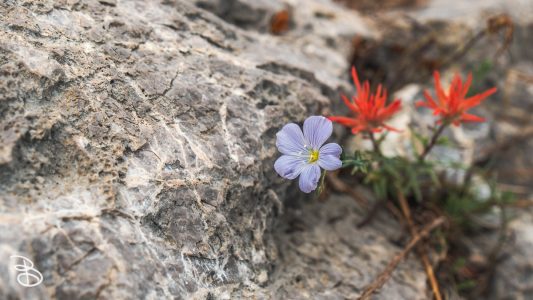 vegas-p2-2022-nature-14