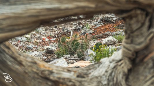 vegas-p2-2022-nature-16