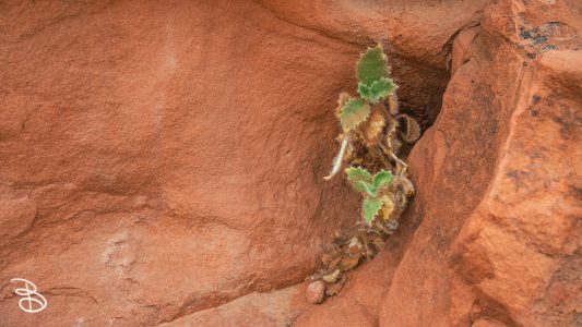 vegas-p2-2022-nature-28