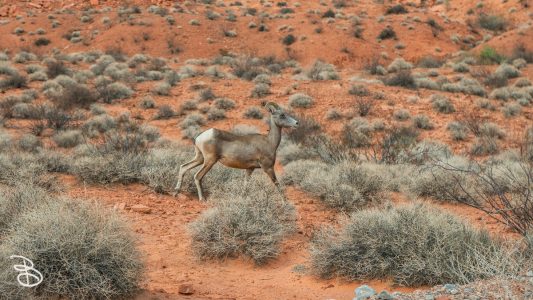 vegas-p2-2022-nature-32
