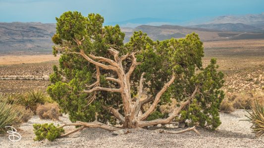 vegas-p2-2022-nature-5