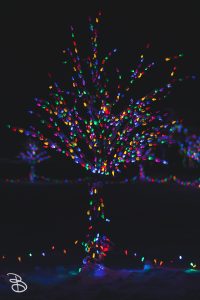 winter_wonderland_2019-14