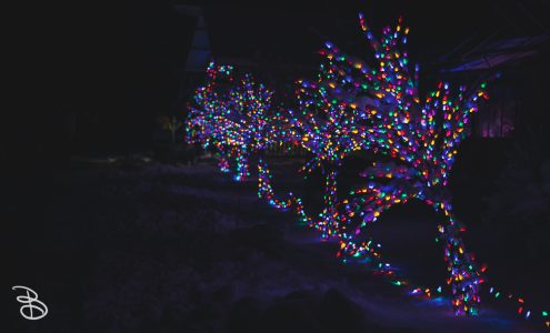 winter_wonderland_2019-15