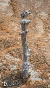 ynp-biscuit-basin-13