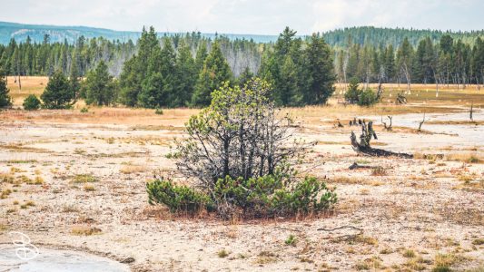 ynp-firehole-8