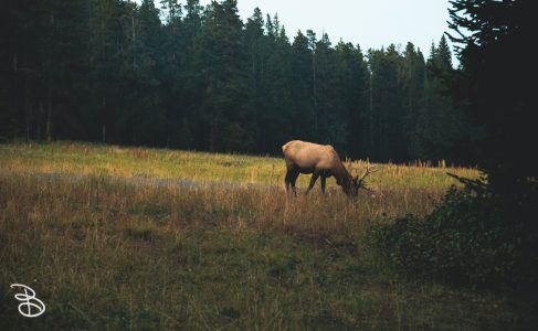 ynp-general-18