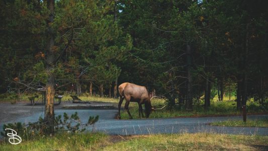 ynp-general-19