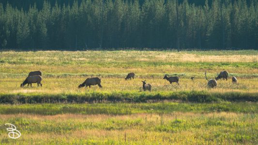 ynp-general-32