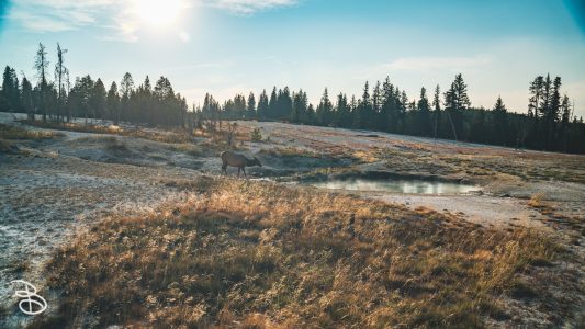 ynp-west-thumb-10