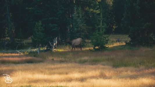 ynp-west-thumb-2