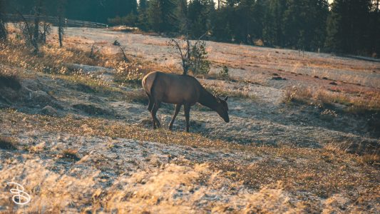 ynp-west-thumb-9
