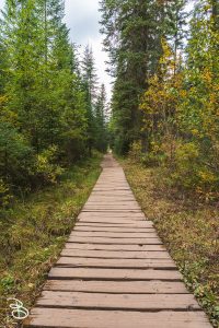 yoho-wapta-falls-6
